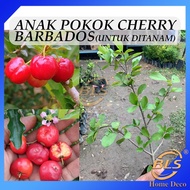 Anak Pokok Cherry Barbados Untuk Ditanam Acerola Cherry Real Live Plant Pokok Hidup 西印度樱桃