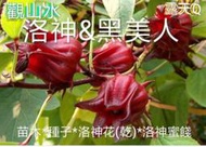 洛神花&amp;黑美人～30元（有根苗1棵或精挑種子1包x38顆）