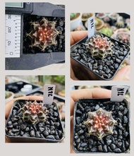 ยิมโนนีออน NEON ยิมโนด่างไม้เมล็ด นีออน Gymnocalycium NEON กระบองเพชร แคคตัส