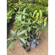 Anak pokok mangga kuini/konen/kwini hybrid kahwin thai