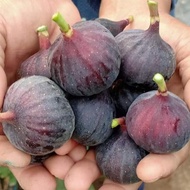 ต้นมะเดื่อพันธุ์ Fruit Plant  Osborn Prolific Figs ขนาดกระถาง 10นิ้ว ลำต้นสูง 90-100 ซม (ทาบกิ่งพร้อ