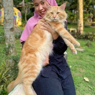 kucing mainecoon jantan pure