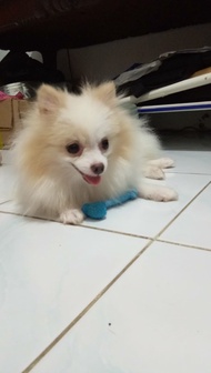 Anjing mini pom putih