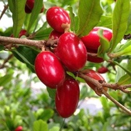 POKOK BUAH AJAIB dalam polibeg