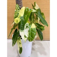Tanaman Hias Philodendron Burlemax Variegata