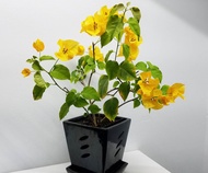 Bougainvillea Plant Yellow Flower with FREE plastic pot (Outdoor Plant, Real Plant, Live Plant ) Plants for Sale