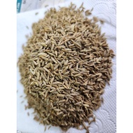 Biji Jintan Putih/ Cumin Seed