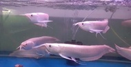 Harga Borong Silver Arowana 12inci+- ikan Kelisa murah