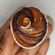 Big Raja Gomati Chakra / Big Gomati Chakra