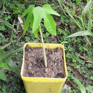 Anak Pokok Betik / Papaya Plant