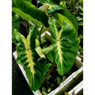 Colocasia white lava......