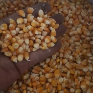 jagung pipil kering 1kg