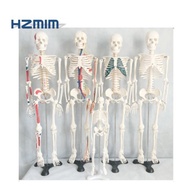 colored human life size skeleton model, anatomy skeleton, human plastic skeleton