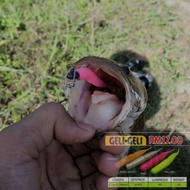 KANICEN NIX SP(SOFT PLASTIC)
GELI-GELI