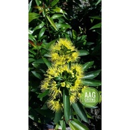 Bunga jambu kuning Golden panda (Pokok kelulut)