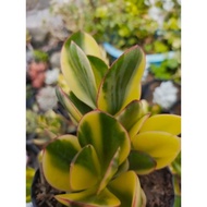 variegated collectibles