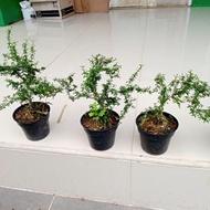 - TANAMAN BONSAY MINI | TANAMAN SERUT | TANAMAN BONSAI -