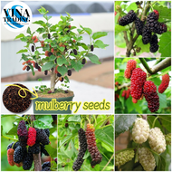 Fresh Mulberry Seeds for Planting (100 Seeds/pack) Rare Mulberry Bonsai Tree Seeds Dwarf Fruit Trees