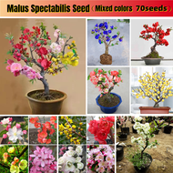 [ปลูกง่ายในประเทศไทย] 70 เมล็ดผสมสี Malus Spectabilis Seed เมล็ดพันธุ์ดอกไม้ เมล็ดพันธุ์บอนไซ การปลูก เมล็ดพันธุ์ดอกไม้ Malus Plant Garden Blossom Plant For Sale
