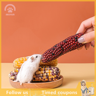 【SHZTGM】 MINI Snack corn หนูแฮมสเตอร์อาหาร Staple อาหารไม้ม่อนของเล่นกินีหมูเม่นกระต่ายหมีทองหมูขนมขบเคี้ยว