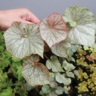 Tanaman Hias Begonia Keong Silver Fink