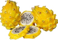 3ต้น แก้วมังกรพันธุ์นี้หายากIsraeli Yellow Dragon Fruit อร่อยที่สุด เป็นวุ้น หวาน กรอบ กลิ่นหอมเหมือ