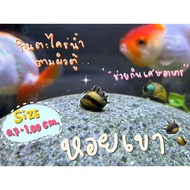 Mussels Eat Algae In The Aquarium