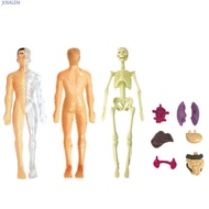 JOSALEM Human Body Model, Mannequin Anatomy Model Human Anatomy Model, Human Body Model Simulation O