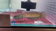 Channa Auranti/Channa Cobra /Channa/Snakehead/Live Fish/Freshwater 黄金眼镜蛇雷龙(Sin Quan Aquaculture Ente