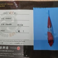 IKAN KOI IMPORT GOSHIKI KANNO IKAN KOI KOHAKU SANKE SHOWA