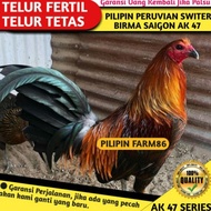 Telur Ayam Fertil / Telur Tetas Ayam AK 47 Pilipin Switer Peruvian /