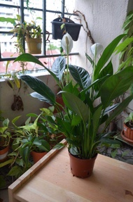 Peace Lily Indoor Flower Plant with Pot