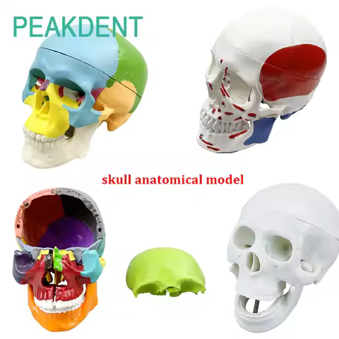 Dental Teaching Anatomy Simulation Tool Adult Anatomy Skeleton Head Model Dental Medicine Demonstrat