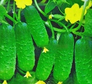 Do not stand all over the crawling cucumber seeds, no stand cucumber seeds lazy dry cucumber seeds high yield total balcony species