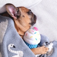 Dog Toys ZippyPaws Zippy Paws Cupcake Blue