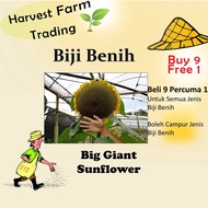 Biji Benih Bunga Matahari Giant Big Giant Sunflower Seeds 5Pcs Benih Bunga Matahari besar 巨型向日葵種子向日葵
