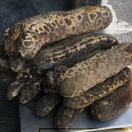 Teripang Bintik Kering 1 kg