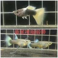 【彩蝦屋】黃尾禮服緞帶孔雀魚 買5對送1對 吃孑孓