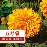 【多西多】萬壽菊種子菊花種子觀賞綠化混色臭芙蓉花草種籽耐寒花草盆栽花卉