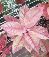 Promo bibit bonggol aglonema super red veronica / aglonema murah kualitas super