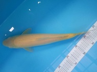 Anakan Ikan Koi Import F1 Karashi 31Cm Reviollastar