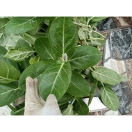 Hen Leaves Stop Asthma and Bronchial Asthma