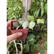 Hoya Krohniana Eskimo (Super Silver)