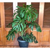 tanaman monstera king deliciosa/monstera king