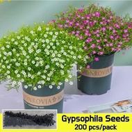 200 Seeds/bag Color Mixing Bonsai Gypsophila Seed for Planting Flowering Plants Seed Balcony Potted 