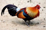pikat ayam hutan merah/decoy ayam hutan/alat pikat ayam hutan