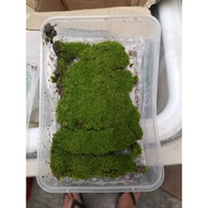 Lumut Hidup sesuai untuk hiasan pokok bonsai dan lanskap rumah