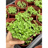 Italian Sweet Basil Baby Plant