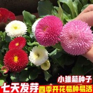 【多西多】小雛菊花種子四季開花易爆盆庭院陽臺盆栽菊花種子花草種子花種籽