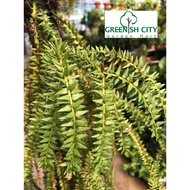 GNC - Huperzia Phlegmaria Tassel Fern Gergaji Pokok Paku Pakis 杉叶石松